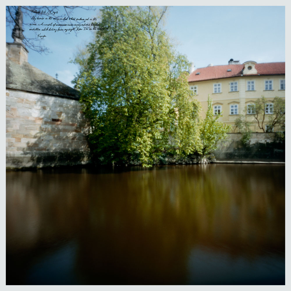 Tree in Kampa Island