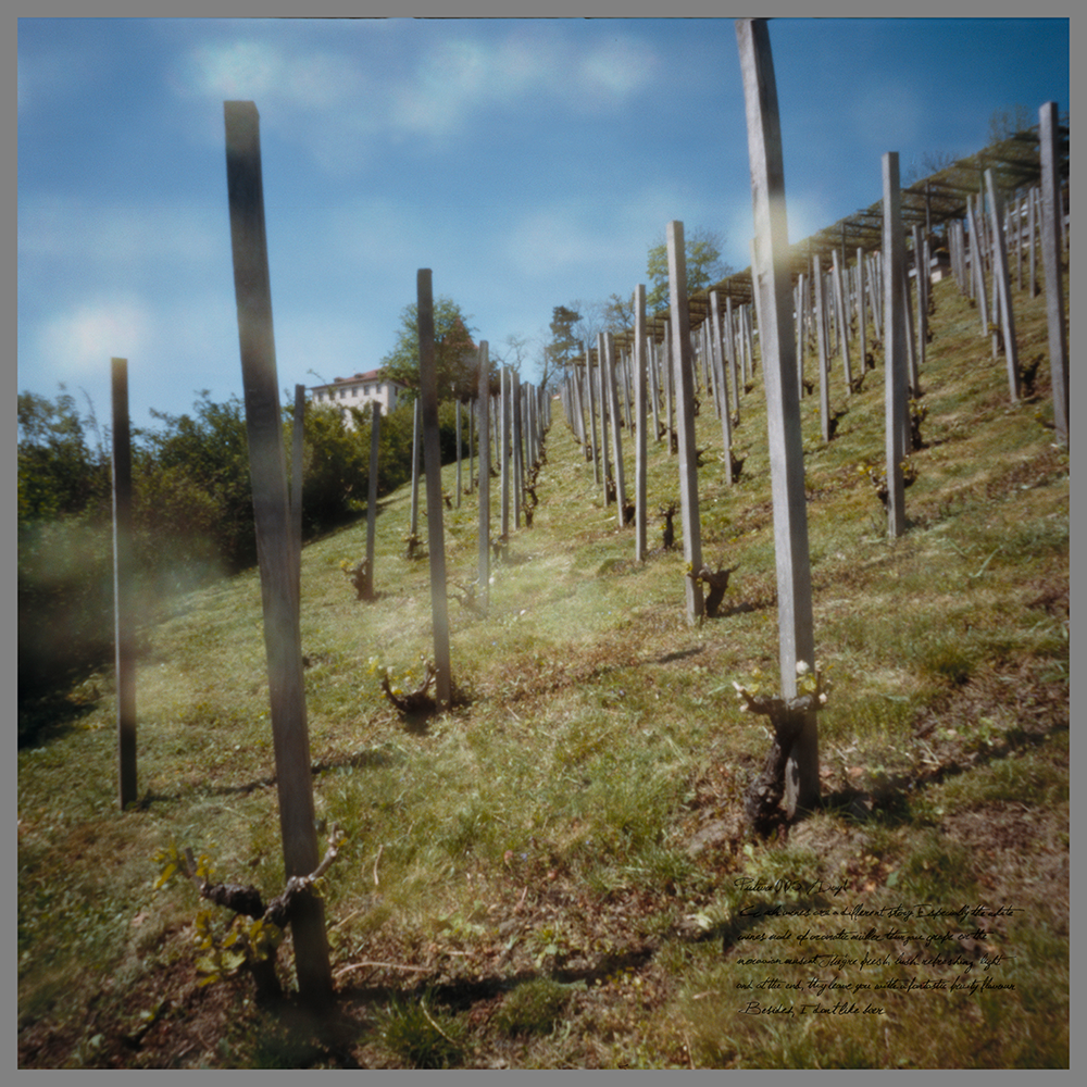 czech wines